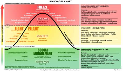 How to Map Your Own Nervous Sytem: The Polyvagal Theory - The Movement Paradigm