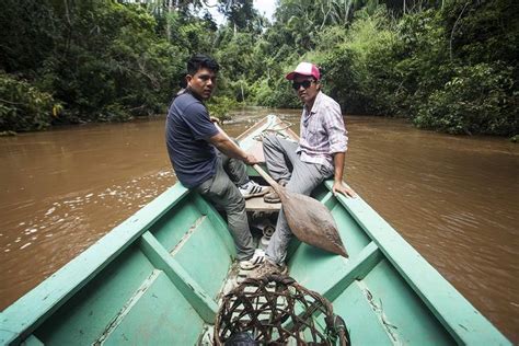 Harvesting Brazilian Nuts to Save Amazonian Forests: How sustainable Brazil nut harvesters in ...