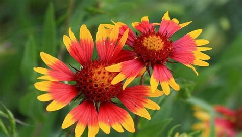 Melinda's Cutting Garden: Texas Wildflower Class Starts Today