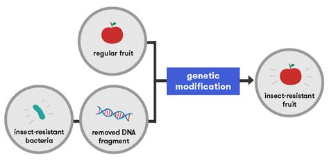 More food, cleaner food—gene technology and plants - Curious