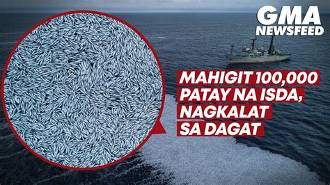 Mahigit 100,000 patay na isda, nagkalat sa dagat | GMA News Feed - YouTube