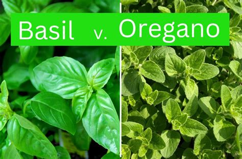 The Ultimate Guide To Companion Planting With Oregano - mspotatoheadisme