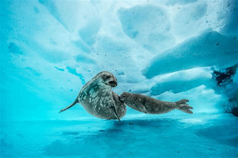 Deepest Dive Under Antarctica Reveals a Shockingly Vibrant World ...