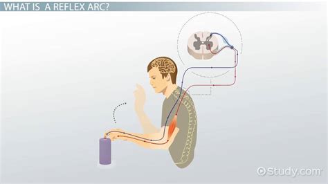 Reflex Arc: Definition, Components & Functions - Video & Lesson Transcript | Study.com