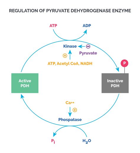 Pyruvate Dehydrogenase Complex Diagram