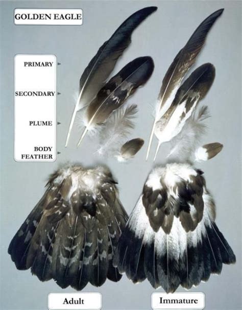 Falcon Images: Images Of Golden Eagle Feathers