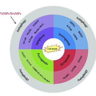 Interrelations between autophagy and cell death in organ... | Download Scientific Diagram