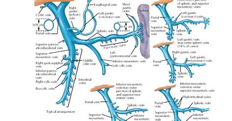 Splenic Vein Anatomy - Anatomical Charts & Posters