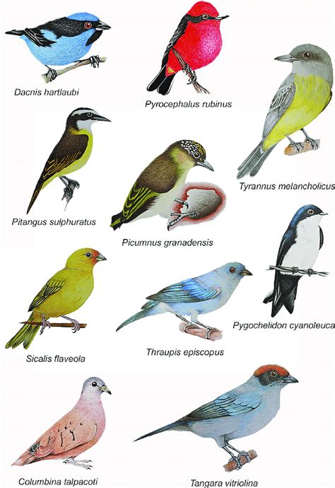 Panel showing some representative species of the bird diversity in the ...