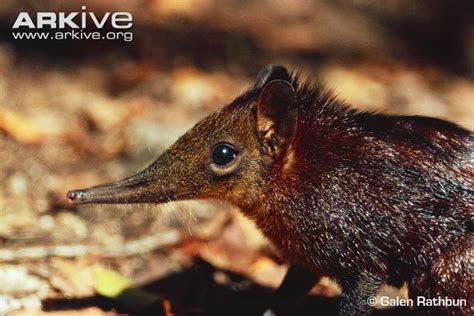 Golden rumped sengi Elephant Shrew, Columbus Zoo, Habitat Destruction, Endangered Species ...