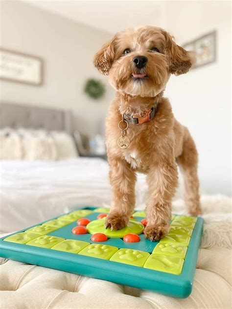 16 Best Engaging Puzzle Feeders for Dogs of All Skill Levels - Hey, Djangles.