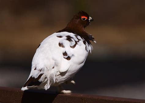 Male Willow Ptarmigan - Alaska State Bird | My first tour of… | Flickr