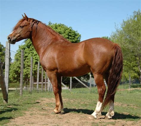 SPRING LAKE THISTLE - chestnut Morgan horse stallion | Horses ...