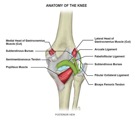 Arcuate Ligament - ProScan Education