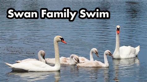 Swan Family Swimming In The Water - Young Swans - Cygnets - YouTube