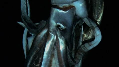 Why the giant squid eye? | Deep Sea News