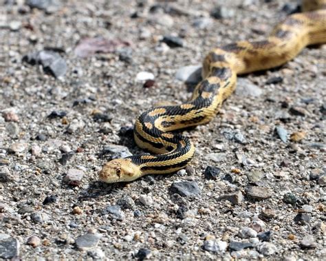 Pituophis catenifer deserticola - факти, дієта, ареал і фотографії на ...