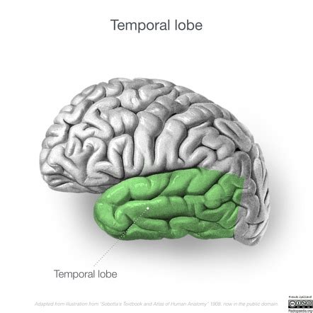 Temporal Lobe