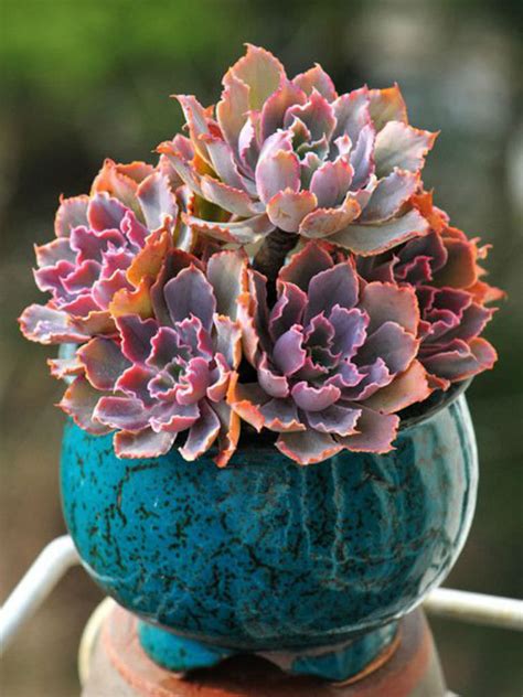 Echeveria shaviana 'Pink Frills' - World of Succulents