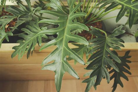 Philodendron Mayoi Plant Care