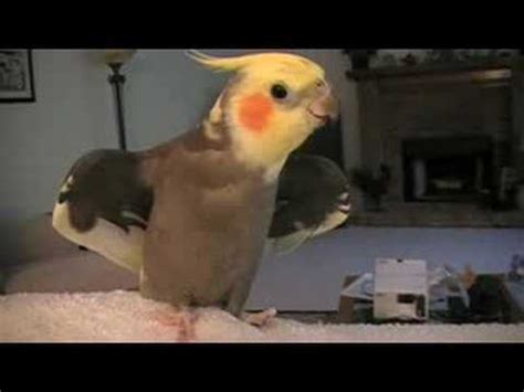 Cockatiel Talking and Whistling - YouTube