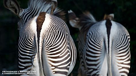 Free Zoom Backgrounds | Smithsonian's National Zoo