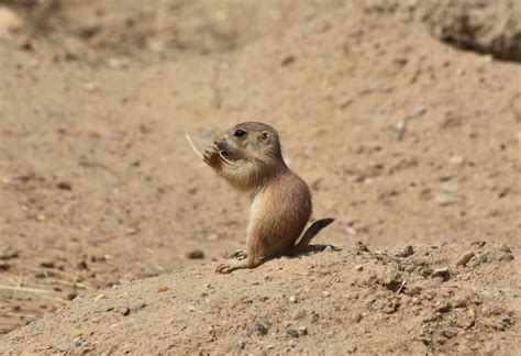 The prairie dog pups have finally emerged from their burrows! Come see them on exhibit at the ...