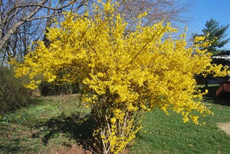 Propagate and Prune Your Forsythia Shrub