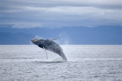 Why is downgraded protection for BC's Humpback Whales an extra special ...