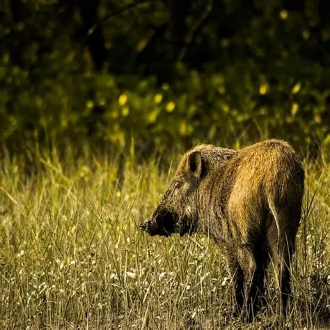 Wild Boar - Facts, Diet, Habitat & Pictures on Animalia.bio