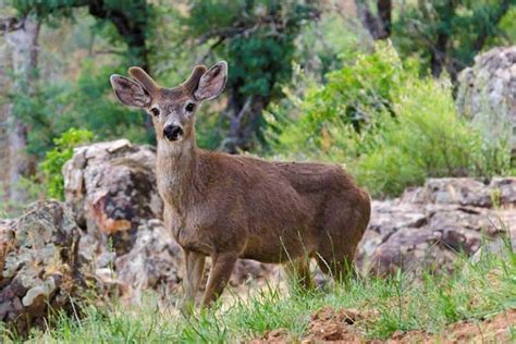 6 Types of Deer in North America (With Pictures) - Wildlife Informer