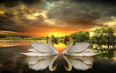 Beautiful Swan Wallpapers - Top Free Beautiful Swan Backgrounds - WallpaperAccess