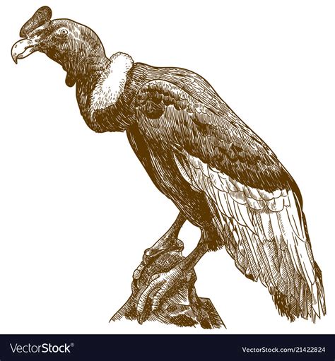 Engraving drawing of big andean condor Royalty Free Vector