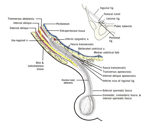 canal inguinal