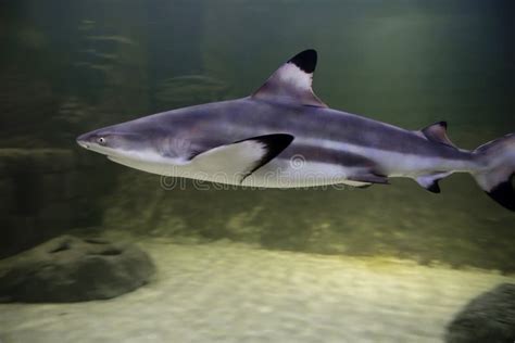 Blacktip reef shark . stock photo. Image of marine, shark - 134902250