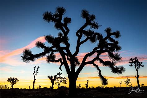 "Joshua Tree Sunrise" | Joshua Tree National Park, California | Josh Meier Photography