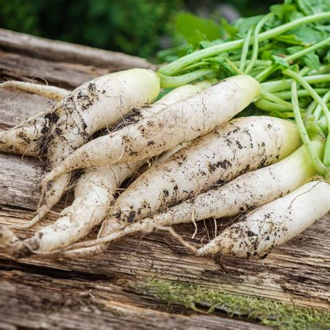 White Icicle Radish Seeds - 1 Lb Seed Pouch - Heirloom Garden Seeds ...