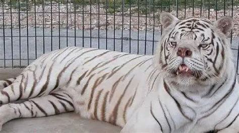 The Shocking Facts About White Tigers Breeding - SciQuest