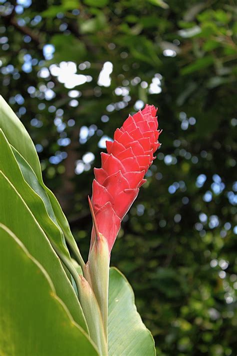 Hawaiian Ginger Flower Photograph by Rose Webber Hawke - Fine Art America