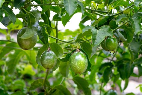 Produtividade de maracujá orgânico é quase 3x maior que cultivo com ...