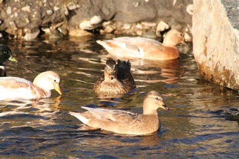 Blue Fawn Call Ducks — Duck Creek Farm