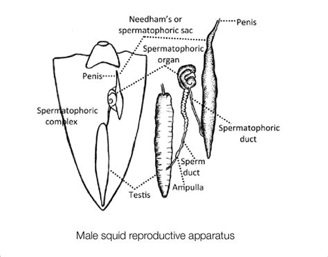 Reproductive organs of male squid | Download Scientific Diagram