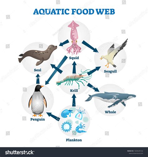 13,850 Aquatic Food Web Images, Stock Photos & Vectors | Shutterstock