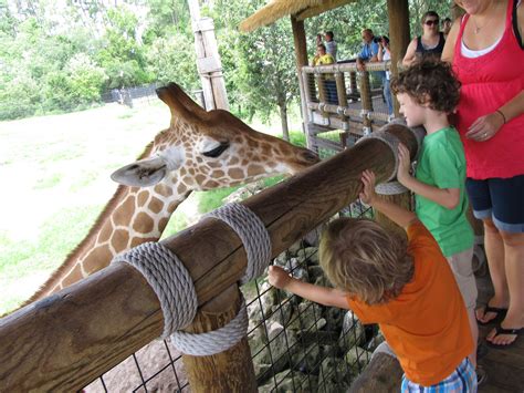 Life Through My Lens: Our visit to the Jacksonville zoo.