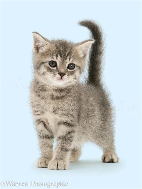 Grey tabby British Shorthair kitten photo WP32961