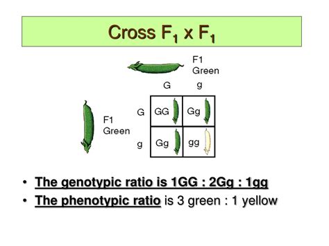 PPT - Genotypic and Phenotypic Ratios PowerPoint Presentation, free download - ID:3705986