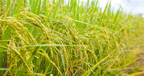 Arsenic in Rice: Everything You Need to Know to Stay Safe