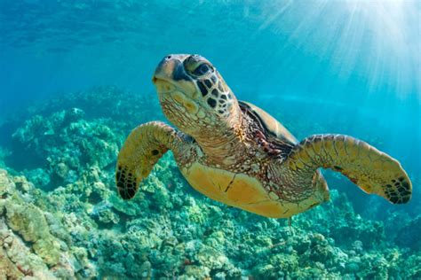 Best Places to See Sea Turtles in Australia | Fitzroy Island