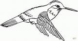 20  Free Printable Hummingbird Coloring Pages EverFreeColoringcom sketch template
