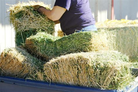 Hay Bale Facts and Figures (Sizes, Types, Costs) - Horse Rookie